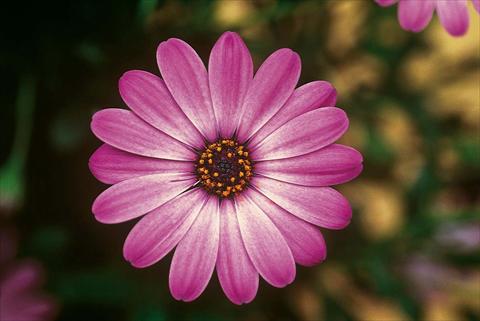 Foto de variedad de flores para ser usadas como: Maceta y planta de temporada Osteospermum FlowerPower® Lavender Pink