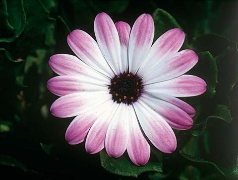 Foto de variedad de flores para ser usadas como: Maceta y planta de temporada Osteospermum FlowerPower® Pink & Eye