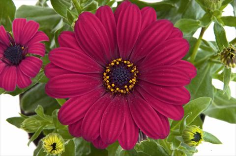 Foto de variedad de flores para ser usadas como: Maceta y planta de temporada Osteospermum FlowerPower® Purple Red