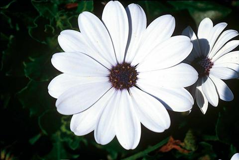 Foto de variedad de flores para ser usadas como: Maceta y planta de temporada Osteospermum FlowerPower® White