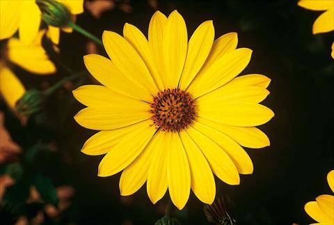 Foto de variedad de flores para ser usadas como: Maceta y planta de temporada Osteospermum FlowerPower® Yellow