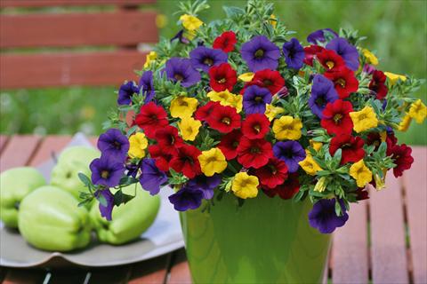 Foto de variedad de flores para ser usadas como: Maceta, patio, Tarrina de colgar 3 Combo Trixi® Bolero