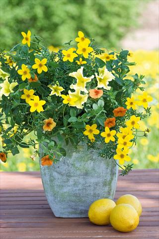 Foto de variedad de flores para ser usadas como: Maceta, patio, Tarrina de colgar 3 Combo Trixi® Lemon Sorbet