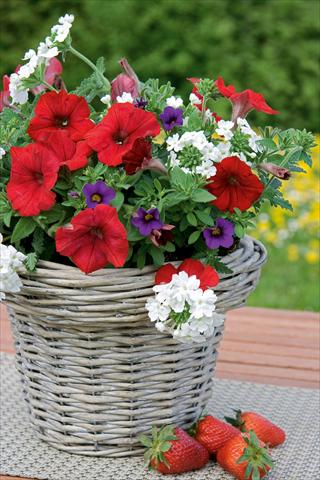 Foto de variedad de flores para ser usadas como: Maceta, patio, Tarrina de colgar 3 Combo Trixi® Liberty Bell