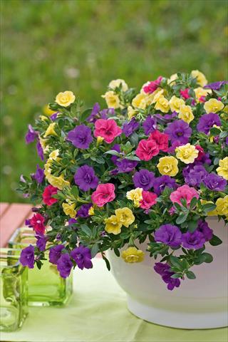 Foto de variedad de flores para ser usadas como: Maceta, patio, Tarrina de colgar 3 Combo Trixi® Petticoat
