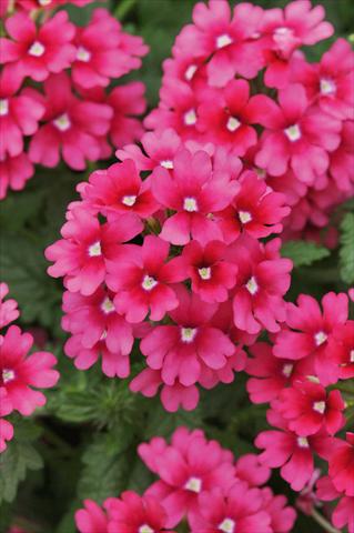 Foto de variedad de flores para ser usadas como: Maceta, patio, Tarrina de colgar Verbena Lascar® Magenta