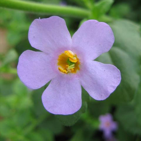 Foto de variedad de flores para ser usadas como: Maceta, patio, Tarrina de colgar Bacopa (Sutera cordata) Secrets® XXL Blue Delight