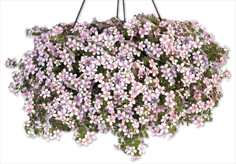Foto de variedad de flores para ser usadas como: Maceta, patio, Tarrina de colgar Bacopa (Sutera cordata) Secrets® XXL Central Pink