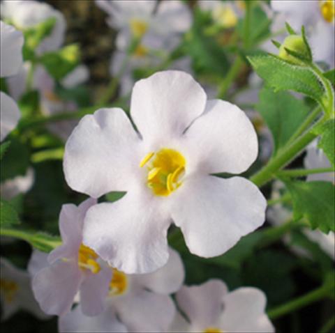 Foto de variedad de flores para ser usadas como: Maceta, patio, Tarrina de colgar Bacopa (Sutera cordata) Secrets® XXL Silver Sky