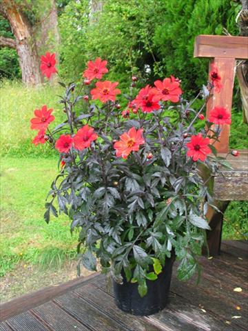 Foto de variedad de flores para ser usadas como: Maceta y planta de temporada Dahlia Mystic® Enchantment