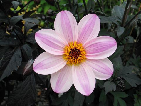 Foto de variedad de flores para ser usadas como: Maceta y planta de temporada Dahlia Mystic® Dreamer