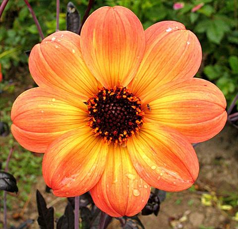 Foto de variedad de flores para ser usadas como: Maceta y planta de temporada Dahlia Mystic® Haze