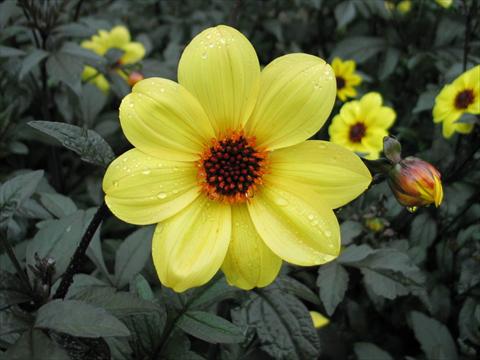 Foto de variedad de flores para ser usadas como: Maceta y planta de temporada Dahlia Mystic® Illusion
