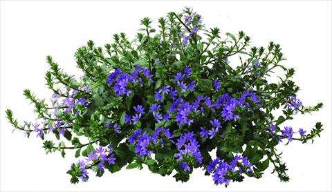 Foto de variedad de flores para ser usadas como: Maceta, patio, Tarrina de colgar Scaevola aemula Euphoria® Blue