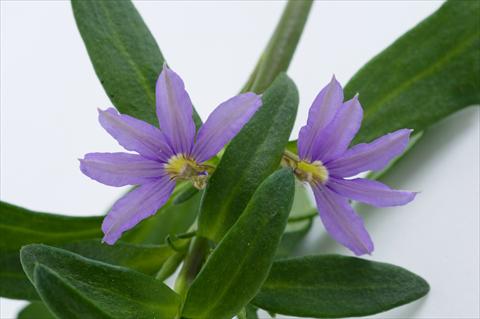 Foto de variedad de flores para ser usadas como: Maceta, patio, Tarrina de colgar Scaevola aemula Euphoria® Compact Blue