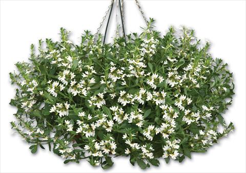 Foto de variedad de flores para ser usadas como: Maceta, patio, Tarrina de colgar Scaevola aemula Euphoria® Compact White