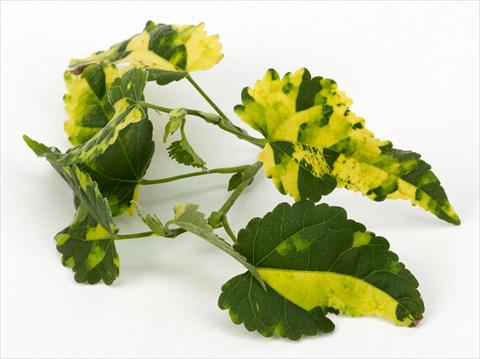 Foto de variedad de flores para ser usadas como: Tarrina de colgar / Maceta Abutilon Decorativi™ Variegatum