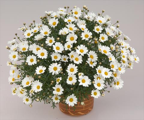 Foto de variedad de flores para ser usadas como: Maceta y planta de temporada Argyranthemum frutescens Angelic Mars