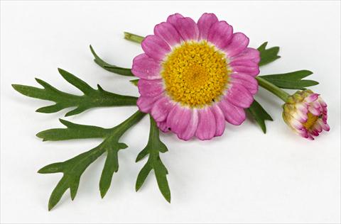 Foto de variedad de flores para ser usadas como: Maceta y planta de temporada Argyranthemum frutescens Daisy Crazy™ Meteor Pink