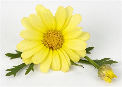 Foto de variedad de flores para ser usadas como: Maceta y planta de temporada Argyranthemum frutescens Margherite Beauty Yellow