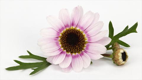 Foto de variedad de flores para ser usadas como: Maceta y planta de temporada Argyranthemum frutescens Margherite Reflection Pink