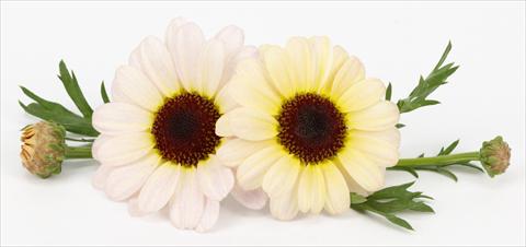 Foto de variedad de flores para ser usadas como: Maceta y planta de temporada Argyranthemum frutescens Margherite Reflection Yellow Cream