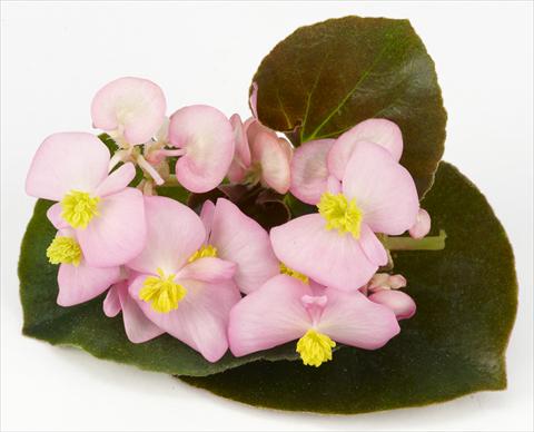 Foto de variedad de flores para ser usadas como: Maceta y planta de temporada Begonia hybrida Kazan® Pink