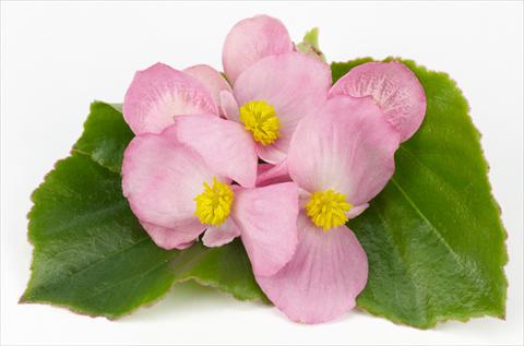 Foto de variedad de flores para ser usadas como: Maceta y planta de temporada Begonia hybrida Kazan® Rose