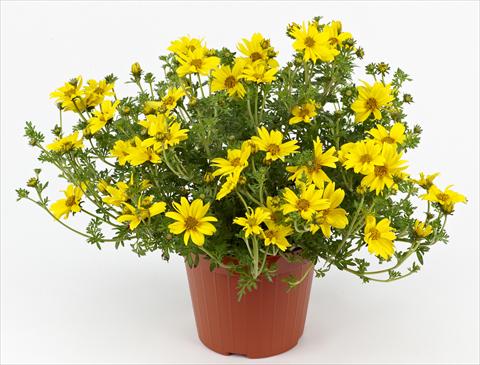 Foto de variedad de flores para ser usadas como: Maceta, patio, Tarrina de colgar Bidens ferulifolia Solea Compact
