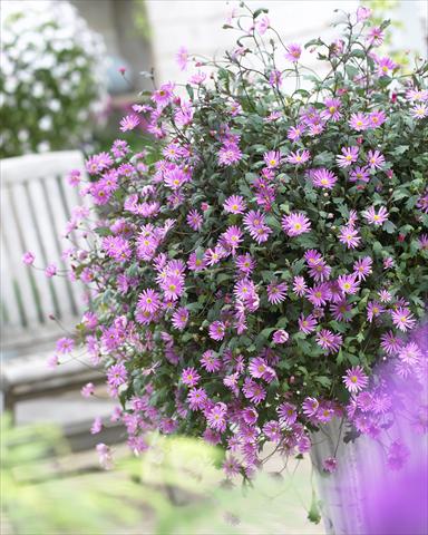 Foto de variedad de flores para ser usadas como: Maceta, patio, Tarrina de colgar Brachyscome Surdaisy® Strawberry Pink