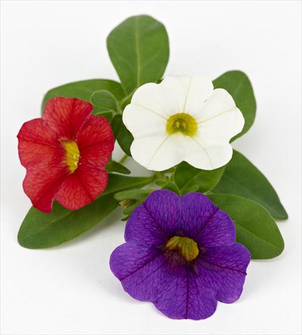 Foto de variedad de flores para ser usadas como: Maceta, patio, Tarrina de colgar Calibrachoa Mille Baci® French Kiss