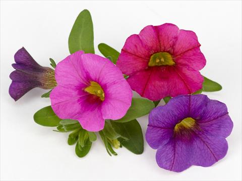 Foto de variedad de flores para ser usadas como: Maceta, patio, Tarrina de colgar Calibrachoa Mille Baci® Romantic Kiss