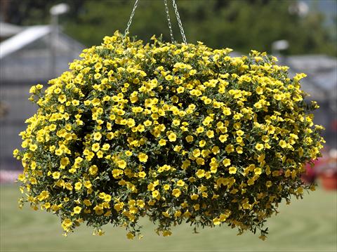 Foto de variedad de flores para ser usadas como: Maceta, patio, Tarrina de colgar Calibrachoa Million Bells® Pure Yellow