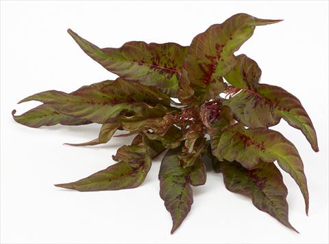 Foto de variedad de flores para ser usadas como: Maceta y planta de temporada Celosia plumosa Decorativi™ Bloody Mary