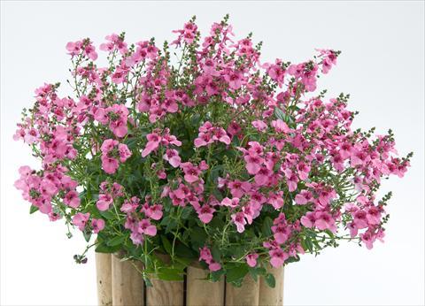 Foto de variedad de flores para ser usadas como: Maceta, patio, Tarrina de colgar Diascia Genta® Pink Glory