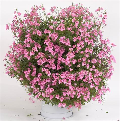 Foto de variedad de flores para ser usadas como: Maceta, patio, Tarrina de colgar Diascia Genta® Pink