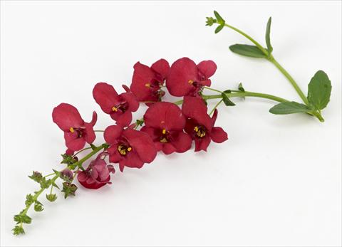 Foto de variedad de flores para ser usadas como: Maceta, patio, Tarrina de colgar Diascia Genta® Ruby