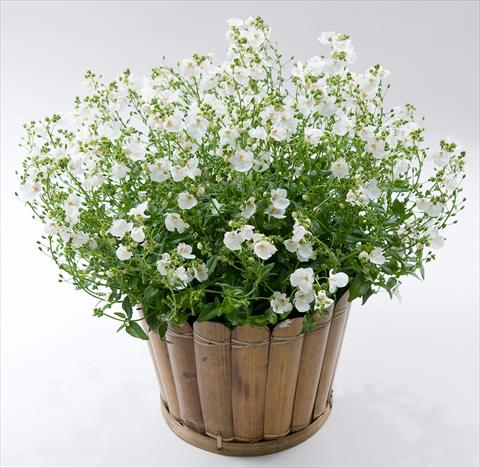 Foto de variedad de flores para ser usadas como: Maceta, patio, Tarrina de colgar Diascia Genta® White Improved