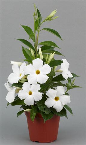 Foto de variedad de flores para ser usadas como: Maceta o Tarrina de colgar Dipladenia (Mandevilla) Sundaville® Classic White