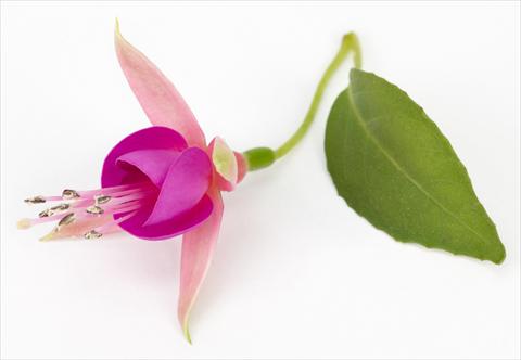 Foto de variedad de flores para ser usadas como: Maceta Fuchsia eretta Allison Patricia®