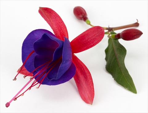 Foto de variedad de flores para ser usadas como: Maceta Fuchsia eretta Ballerina Blu®