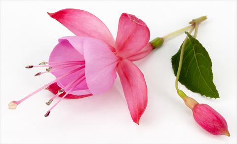 Foto de variedad de flores para ser usadas como: Maceta Fuchsia eretta Beacon Pink