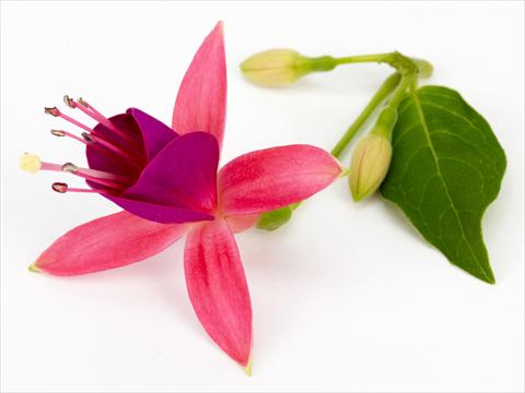 Foto de variedad de flores para ser usadas como: Maceta Fuchsia eretta Cherry®
