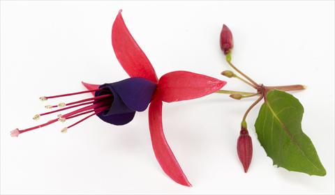 Foto de variedad de flores para ser usadas como: Maceta Fuchsia eretta Eden Rock