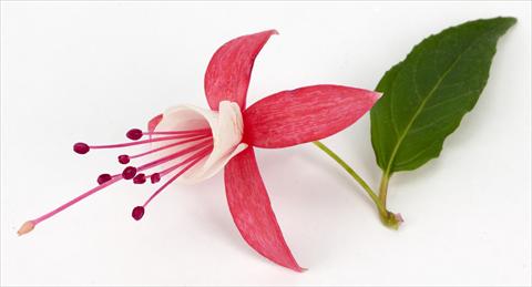 Foto de variedad de flores para ser usadas como: Maceta Fuchsia eretta Ernie®