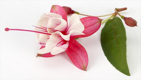 Foto de variedad de flores para ser usadas como: Maceta Fuchsia eretta General Monk Red White