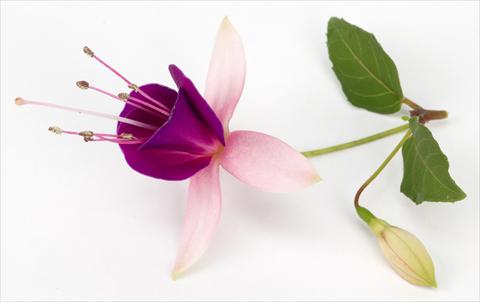 Foto de variedad de flores para ser usadas como: Maceta Fuchsia eretta Lambada®
