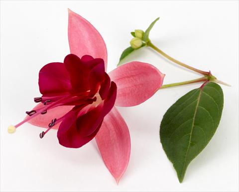 Foto de variedad de flores para ser usadas como: Maceta Fuchsia eretta Paula Jane