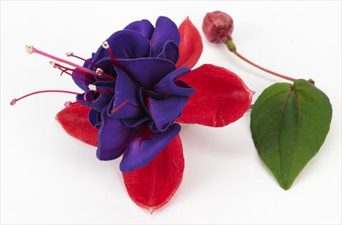 Foto de variedad de flores para ser usadas como: Maceta Fuchsia ricadente Blue Eye