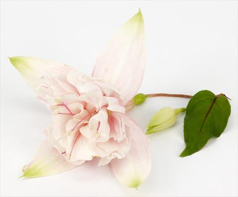 Foto de variedad de flores para ser usadas como: Maceta Fuchsia ricadente California DreamersTM Pink Marshmallow